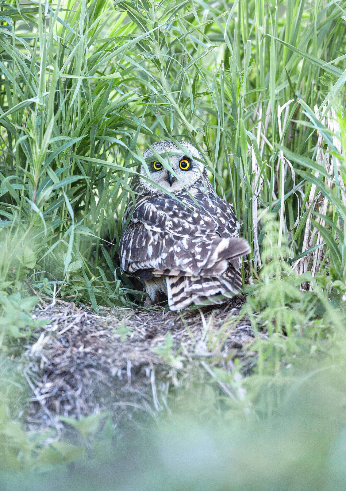 Short-eared Owl, Finland